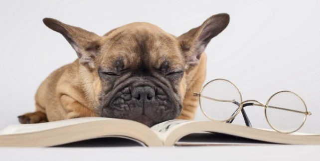 Hund mit Buch